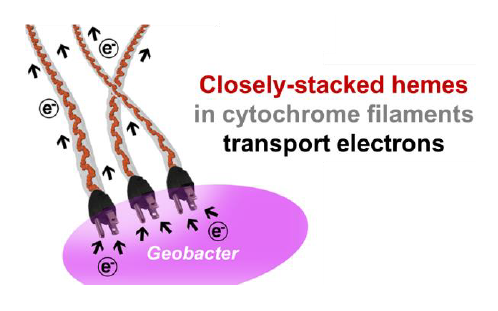 Closely-stacked hemes in cytochrome filaments transport electrons
