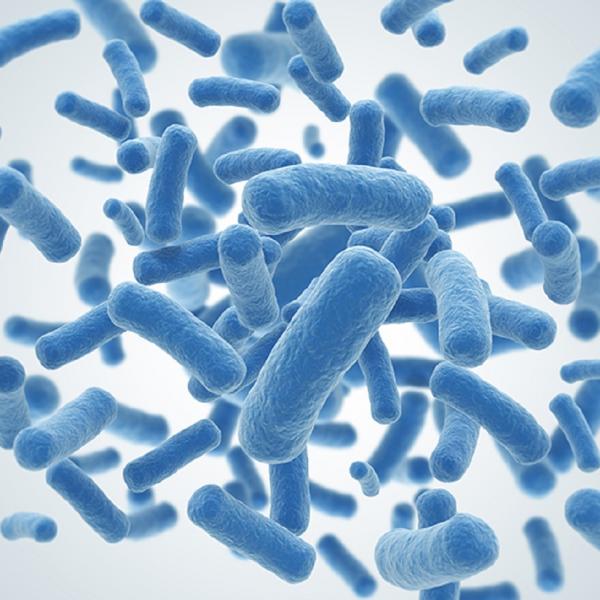 Bacteria could learn to predict the future