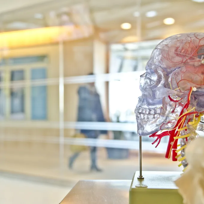 transparent model of human skull